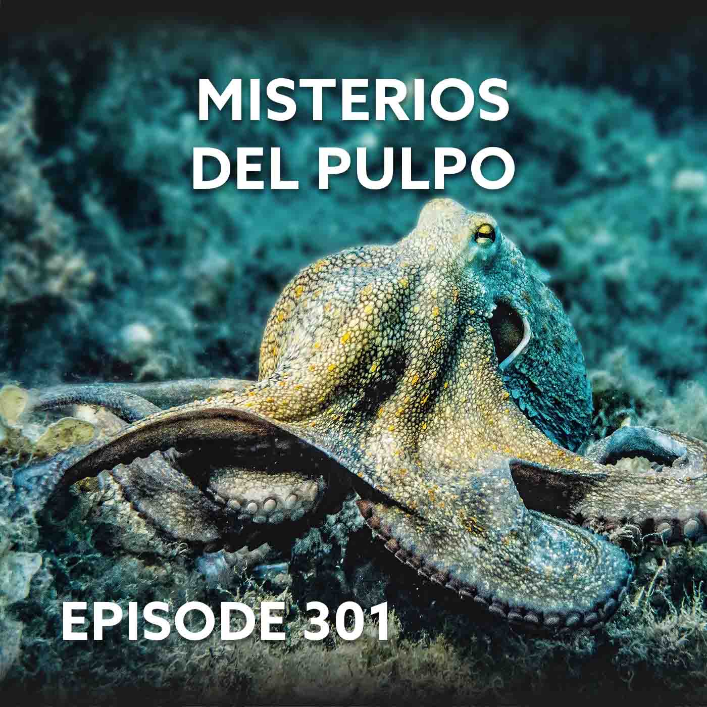 Episode 301 – Misterios del Pulpo